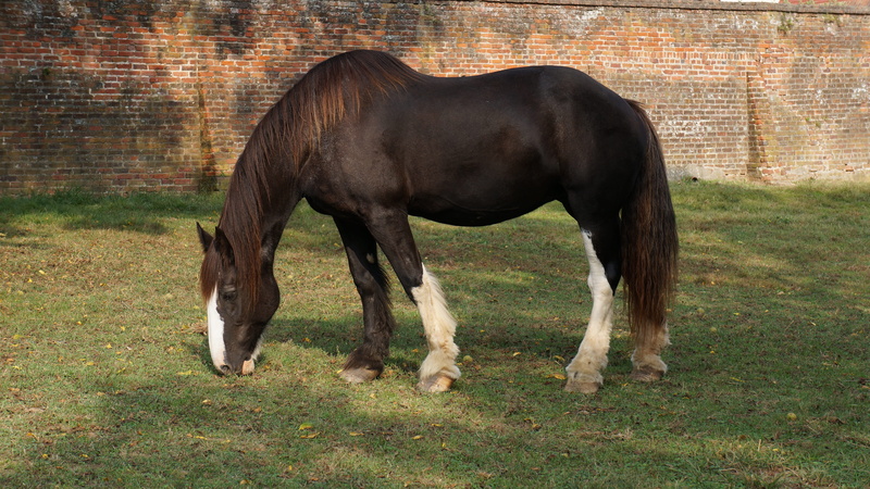 4K, herbivorous, field, pets, vertebrate, grazing, land, mustang, stallion, outdoors, day, brick, livestock, domestic, no people, agriculture, domestic animals