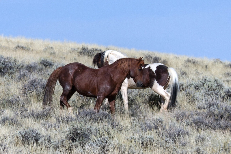 two animals, mammal, livestock, animal, field, landscape, outdoors, group of animals, wild mustangs, domestic animals, vertebrate, domestic, sky, animal wildlife