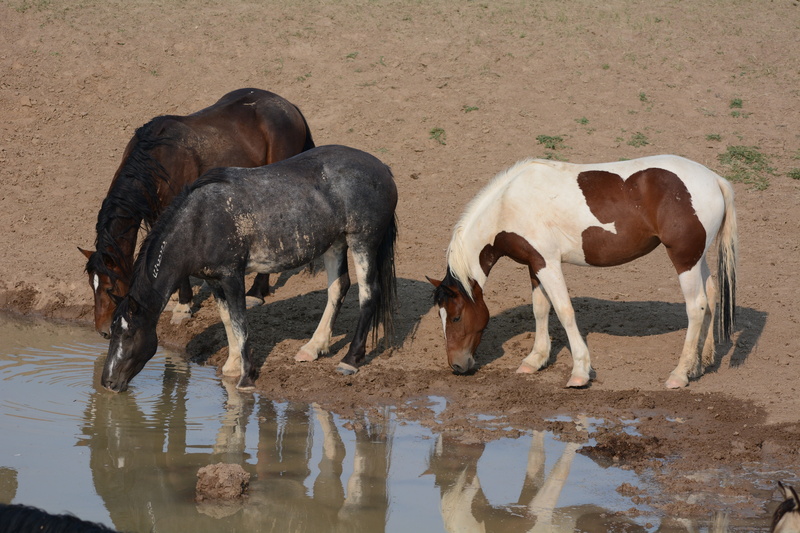 animal wildlife, outdoors, animals in the wild, wild, herbivorous, 5K, domestic animals, animal themes, mustangs, nature, reflection, lake, mammal, pets
