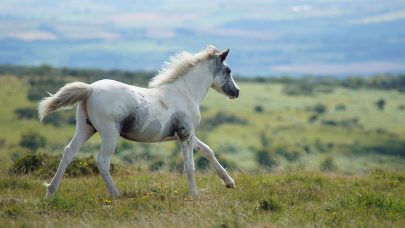 field, animal wildlife, pasture, grass, animal themes, nature, no people, mammal, plant, livestock, domestic animals, mustangs, wild horse, vertebrate