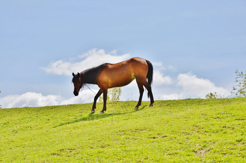 cloud - sky, animal, no people, 4K, domestic animals, run, plant, country, herbivorous, countryside, ranch, green color, day, outdoors, brown, mammal