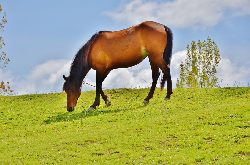 mane, cloud - sky, plant, fast, wild, farm, one animal, grass, summer, countryside, mammal, land, no people, domestic, ranch, landscape, run, animal wildlife