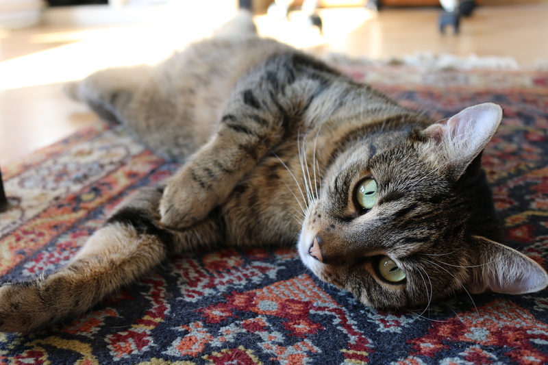 resting, cat, snout, animal, animal themes, whisker, mammal, feline, persian, domestic, focus on foreground, fur, pets, one animal, still, adorable, eyes