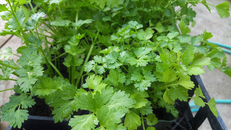 close-up, food and drink, coriander, outdoors, plant, healthy eating, pasrley, Leafy, beauty in nature, 5K, growth, fresh, Cilantro, wellbeing, leaf, garden