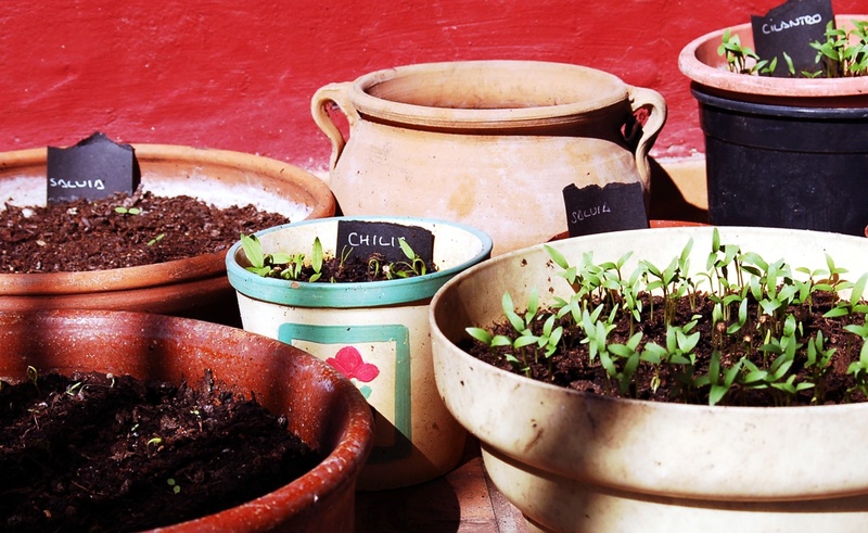 houseplant, table, potted plant, aromatic plants, 1080P, garden, pots, first, chilis, bowl, orchard, freshness, planting, no people, container, healthy eating