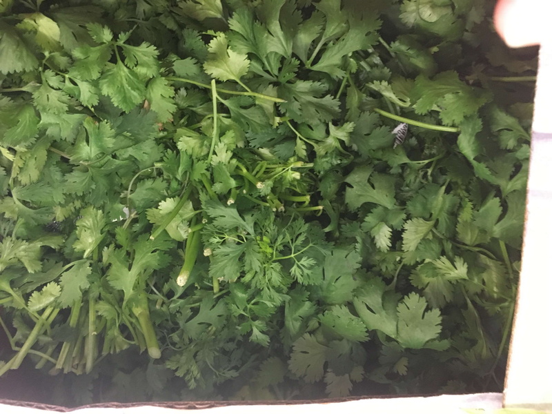 day, cilantro, food and drink, plant part, herb, food, vegetable, high angle view, healthy eating, close-up, wellbeing, 4K, banana box market, leaf, beauty in nature