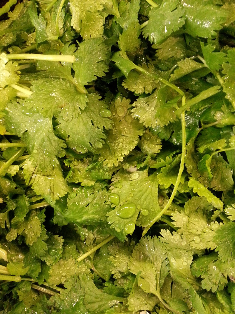 directly above, plant part, freshness, healthy eating, cilantro, day, food and drink, dieting, still life, vegetables, vegetarian food, healthy, plant