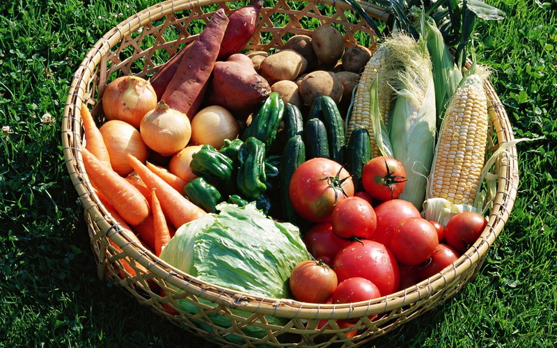 cabbage, harvesting, freshness, choice, nature, vegetables, green Color, lot, root vegetable, large group of objects, vegetarian Food, pepper, eggplant