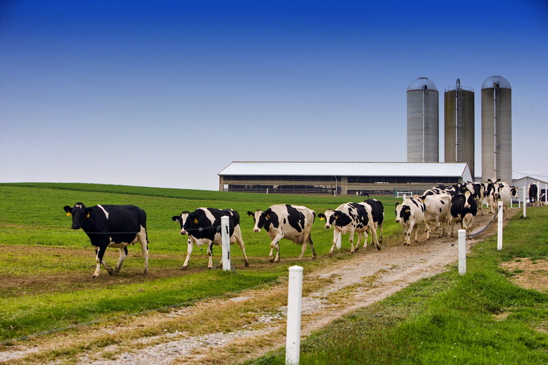 landscape, large group of animals, animal, silos, near, barn, rural, plant, agriculture, cow, nature, rural scene, marching, no people, dairy, daytime