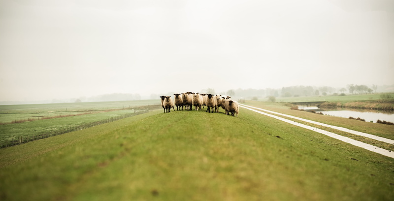 meadow, agriculture, farm, cow, Flock, no People, mammal, grass, day, rural, domestic animals, animals in the wild, group of animals, field, environment