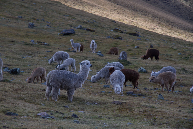 agriculture, grazing, farm, animal themes, pasture, rural Scene, grass, no people, livestock, group of animals, sheep, pets, meadow, field, 5K, wool, domestic