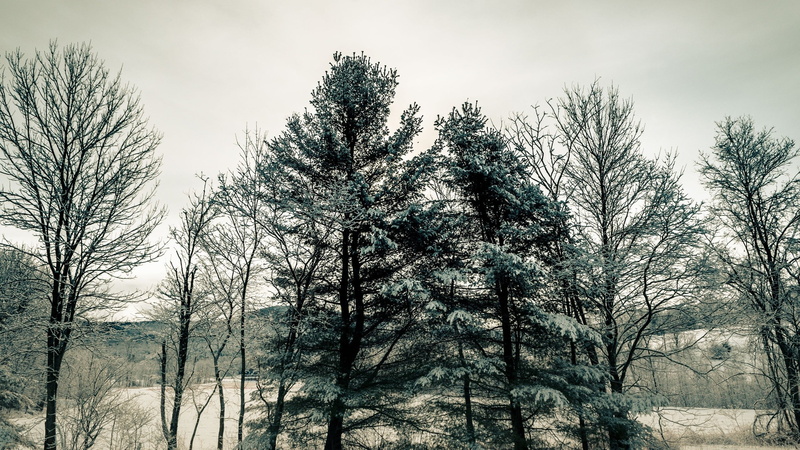 green, coniferous tree, 2K, nature, scenics - nature, pine tree, tranquility, sky, snow, day, land, tranquil scene, leafed, growth, trees, landscape, tree
