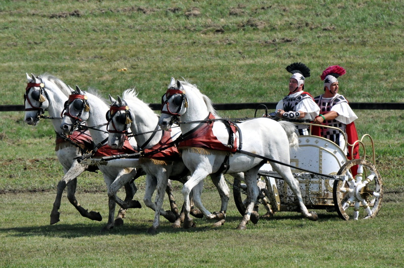 cart, field, domestic, working animal, group of people, ride, animal wildlife, livestock, domestic animals, people, mammal, sports race, biga, group of animals