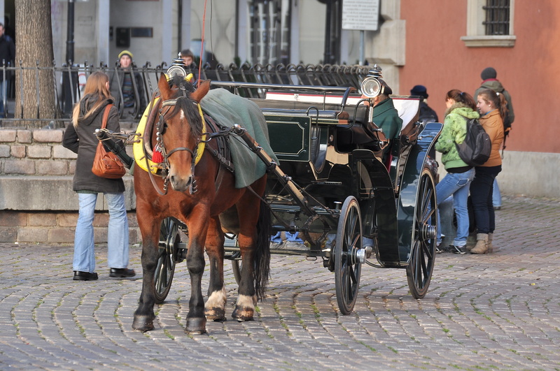 mode of transportation, working animal, pets, architecture, street, 4K, domestic, vertebrate, riding, building exterior, poland, city, the capital of the