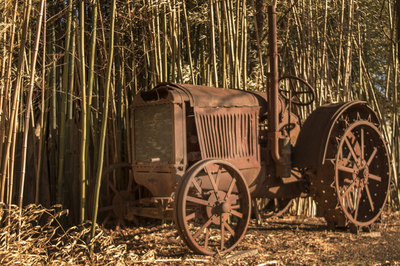 growth, horse, old, field, bamboo - plant, transportation, tree, stationary, no people, obsolete, outdoors, land vehicle, cart, wheel, rombach, rustic