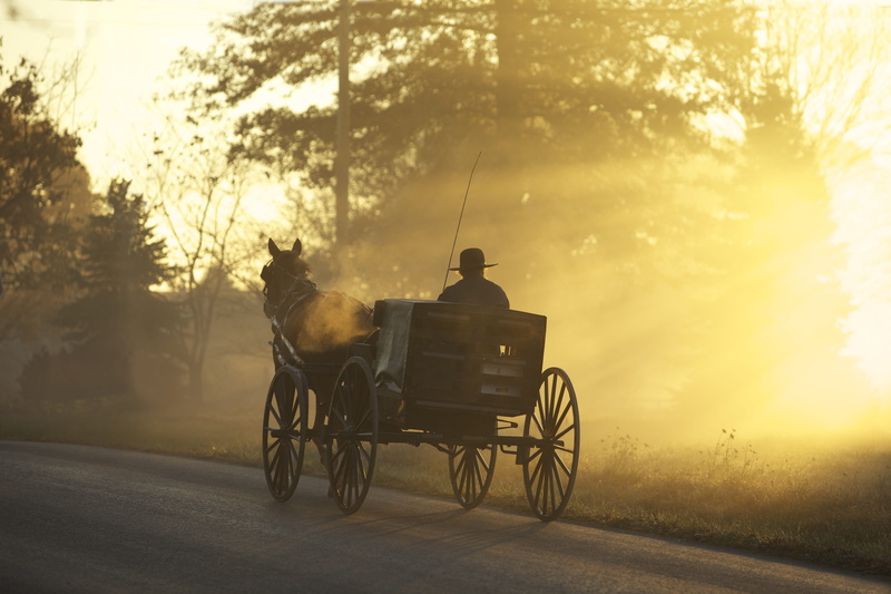 dawn, gray, golden, domestic animals, man, domestic, horse and carriage, sunrise, horsedrawn, morning, cart, horse cart, horse, working animal, buggy, concrete