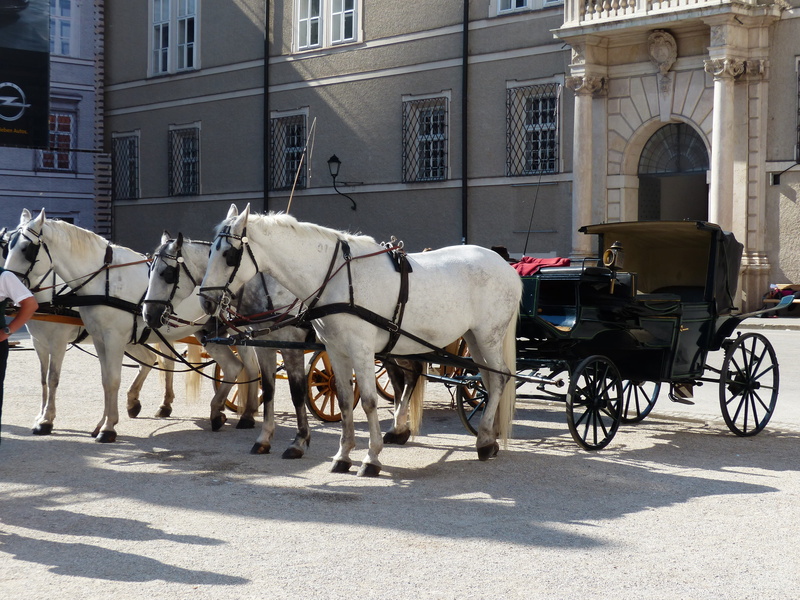 horse drawn carriage, vertebrate, domestic, building exterior, tourism, horse cart, herbivorous, group of animals, domestic animals, livestock, animal wildlife