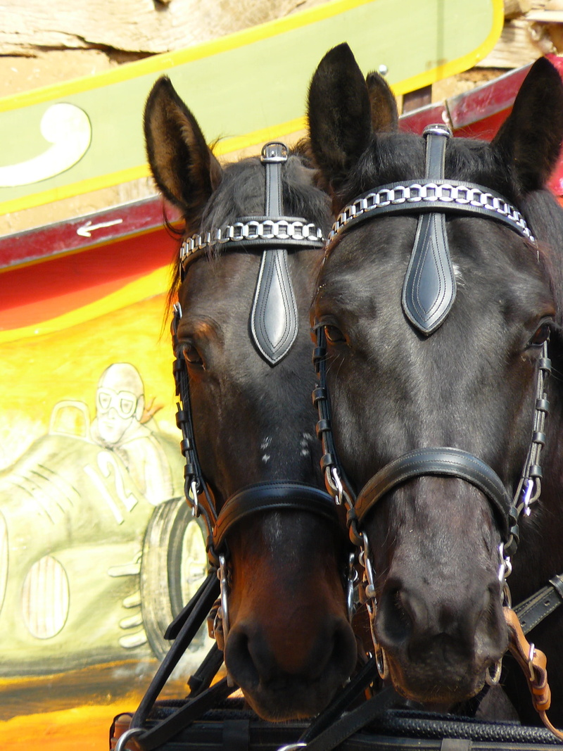 bridle, horse cart, mammal, mode of transportation, ears, duo, nostril, livestock, team, pferdeportait, vertebrate, pets, animal wildlife, animals, group of animals