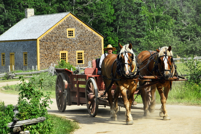 animal wildlife, mode of transportation, horse, new brunswick, brown, tree, horsedrawn, domestic animals, Horse-Drawn, riding, plant, animal, canada, vintage