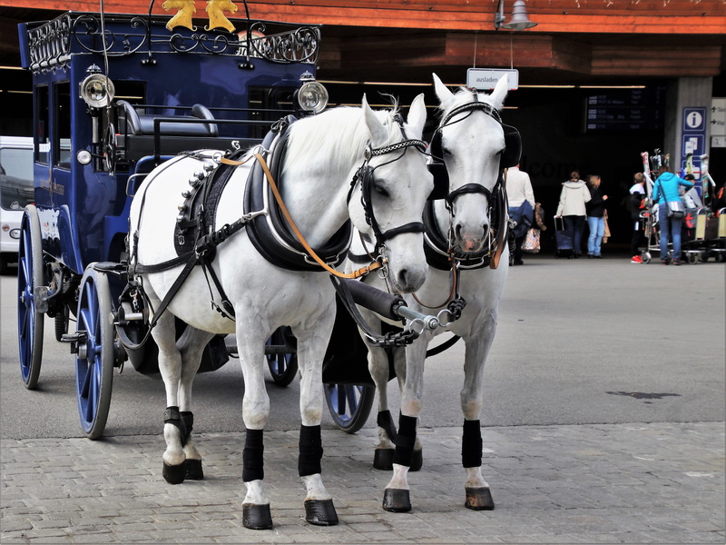 at the court of, 5K, the color of the horse, portable, pony, architecture, livestock, hooves, animal, transport, white, mammal, harness riding, superstructure