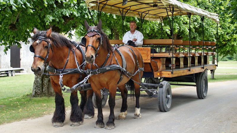 horse-drawn carriage, horsedrawn, livestock, herbivorous, working animal, men, domestic animals, day, people, nature, animal wildlife, cart, chambord, riding