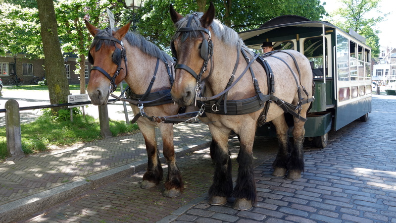 mammal, horsedrawn, city, dordrecht, domestic animals, domestic, pets, street, paving stone, animal wildlife, animal, horse cart, 5K, transportation, group of animals