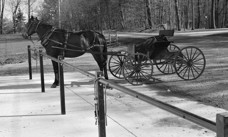 livestock, animal wildlife, 5K, cart, animal, horsedrawn, domestic, old-fashioned, outdoors, wheel, domestic animals, horse cart, rural, tree, horse, amish
