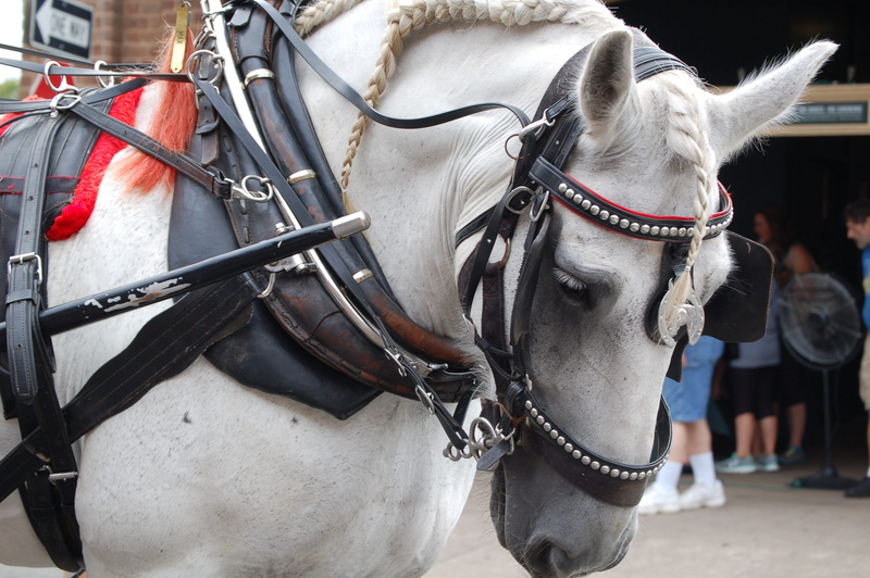 domestic, cart, incidental people, animal themes, animal wildlife, 2K, pets, horsedrawn, day, nostalgia, working animal, vertebrate, focus on foreground