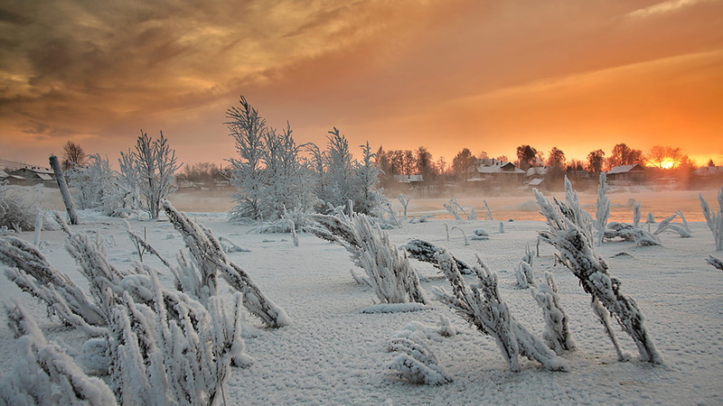 coniferous tree, winter, cold temperature, cloud - sky, sky, ice, snow, vacation, coast, scene, panorama, glacier, scenics - nature, tree, holiday, environment