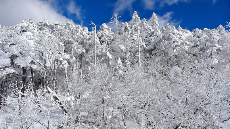 freeze, frost, crystal, day, glacier, geological formation, wilderness, coniferous tree, tranquility, blue, ski, forest, trees, growth, cold, sunny, no people