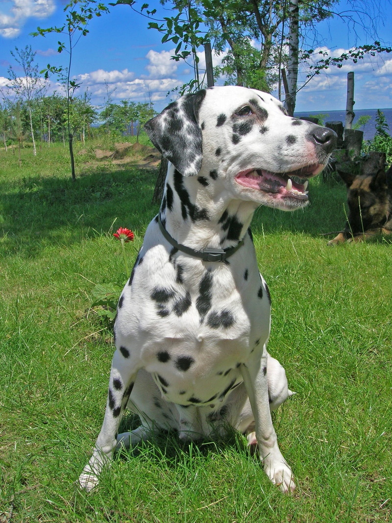 grass, day, mammal, nature, vertebrate, plant, one animal, pets, domestic animals, field, Dog, no people, outdoors, Animal, dalmatian dog, land, 1080P