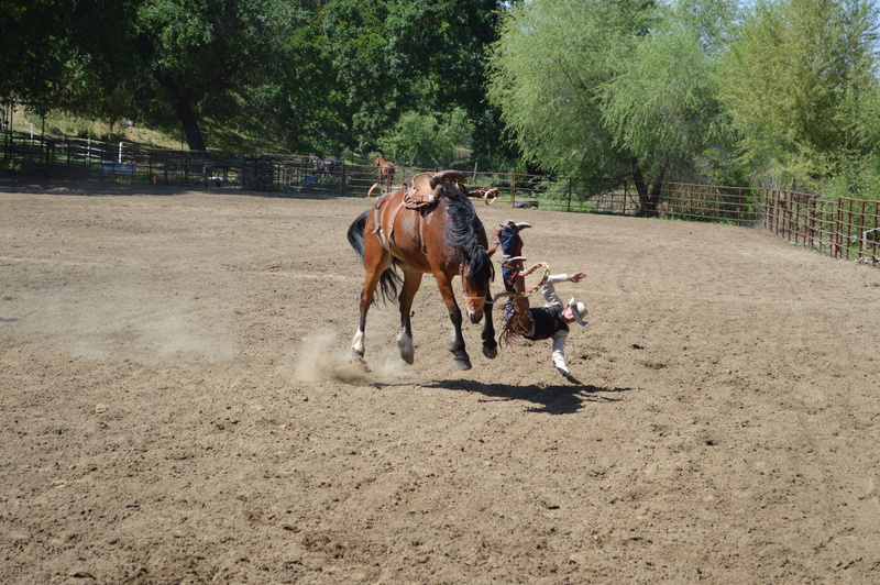 horse, recreation, domestic, running, mare, quarter horse, animal themes, training, mammal, speed, day, buck-off, sunlight, riding, nature, countryside