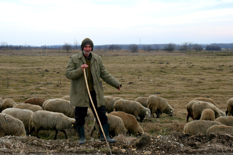 Sheep, outdoors, mammal, pets, rural Scene, Camacho, real people, agriculture, men, one man only, front view, domestic animals, sky, adult, domestic, one person