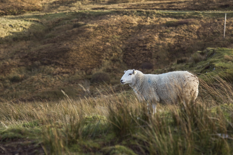 cattle, land, plant, animals in the wild, domestic animals, sheep, pasture, moor, mammal, wool, rural, natural, agriculture, animal wildlife, landscape