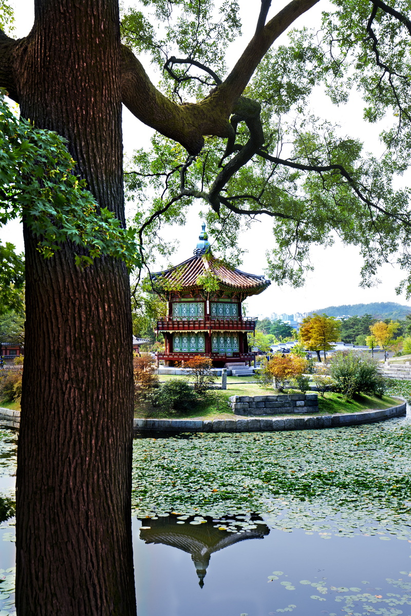 landscape, no people, lake, joseon, asia, architecture, religion, built structure, tree trunk, building exterior, outdoors, reflection, palace, water, scenic