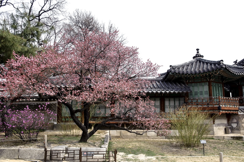 forbidden city, nature, springtime, surrounded, wooden, flower, flowers, cherry tree, republic of korea, growth, moon, construction, traditional, changdeokgung