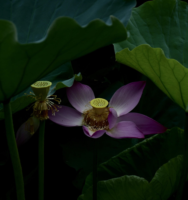flower, greenery, zhoushan, mount putuo-east china, flower head, no people, close-up, china, lotus water lily, geranium, flora, dark, fragility, purple