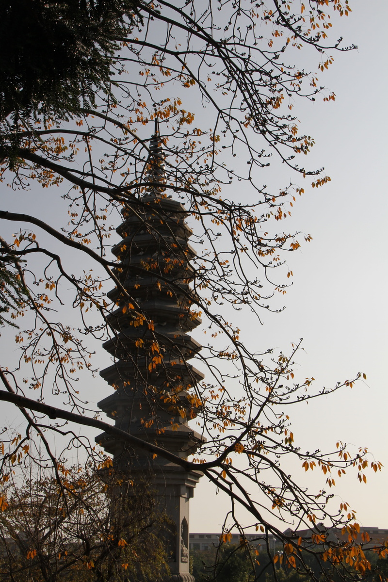 day, tranquility, nature, bare tree, dusk, beauty in nature, small fresh, outdoors, clear sky, 5K, branch, architecture, sky, no people, growth, trunk
