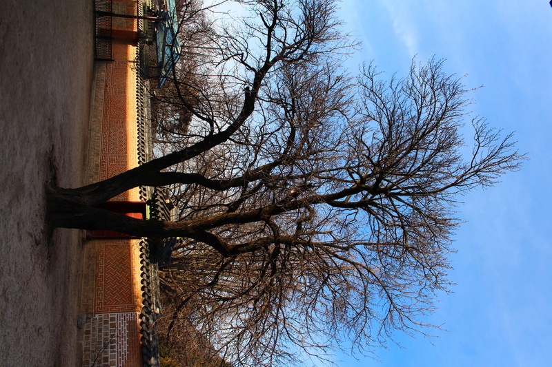 sky, outdoors, blue, gyeongbokgung, plant, no people, trunk, branch, 4K, bare tree, architecture, cloud - sky, tree, winter, nature, korea, building exterior