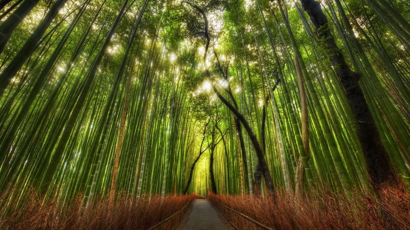 path, hd, green, bamboo, 1080P, trail, hdr, nature