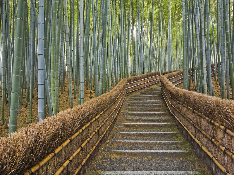 trail, hd, 720P, stairs, path, nature, bamboo