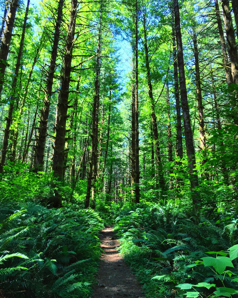 peaceful, scenics - nature, oregon, nature, lush, hiking, footpath, landscape, growth, forest, path, tranquility, tranquil scene, tree, trunk, green Color