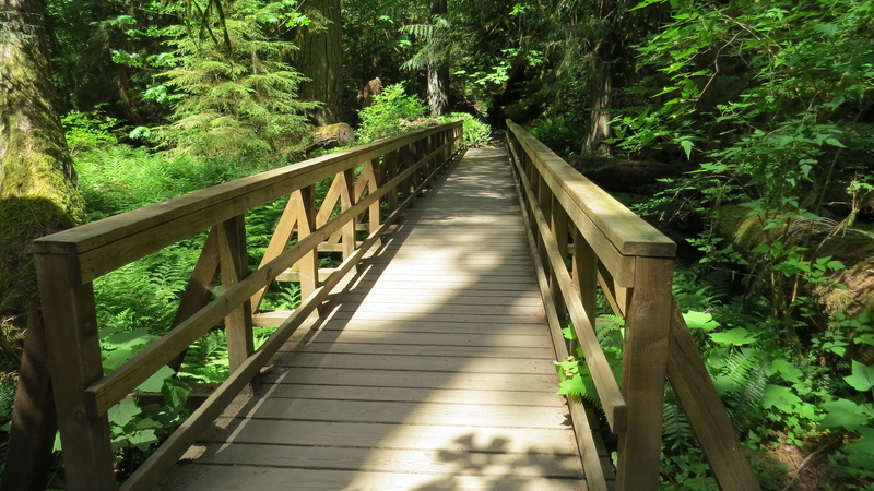 direction, bamboo - plant, river, tree, railing, woodland, brown, wooden, connection, green, diminishing perspective, bridge, land, green color, day, no people