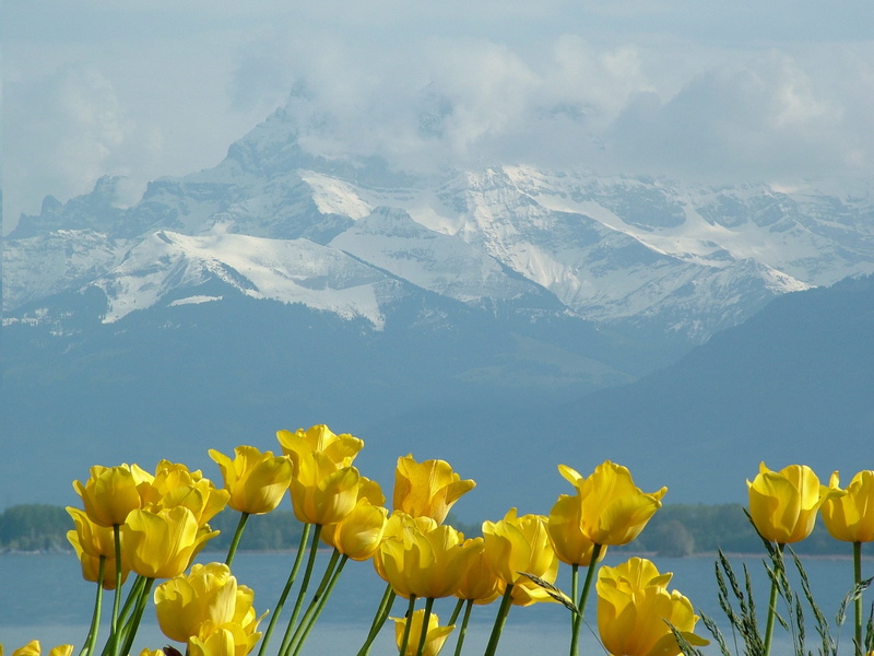 nature, no people, outdoors, tulips, mountain, yellow, montblanc, tranquil scene, growth, flowering plant, snowcapped mountain, springtime, mountain peak