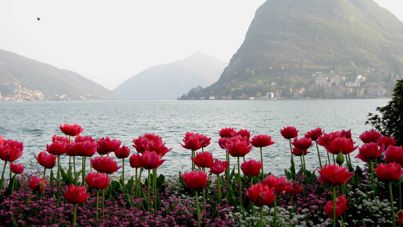 vulnerability, scenics, springtime, switzerland, petaled, island, green Color, geneva, sea, montreux, no People, lake, mountain range, landscape, beach