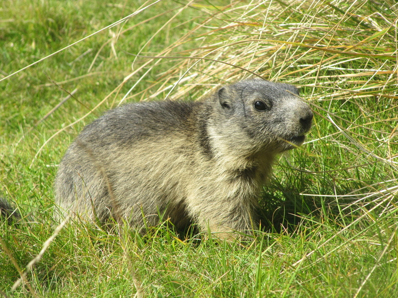 animals in the wild, nature, western switzerland, day, no people, close-up, vertebrate, marmota marmota, plant, 4K, field, outdoors, switzerland, marmots
