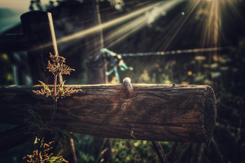 wooden post, boundary, barrier, montreux, close-up, day, switzerland, col de jaman, log, forest, plant, 2K, outdoors, fence, timber, nature, dead plant