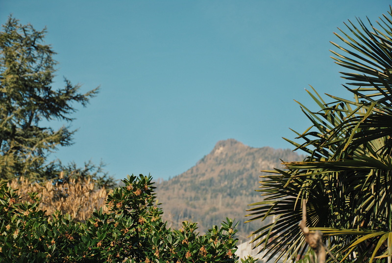 day, arecaceae, nature, focus on foreground, tropical climate, palm leaf, 4K, agavaceae, conifer, mountain, plant, montreux, tree trunk, clear sky, fir