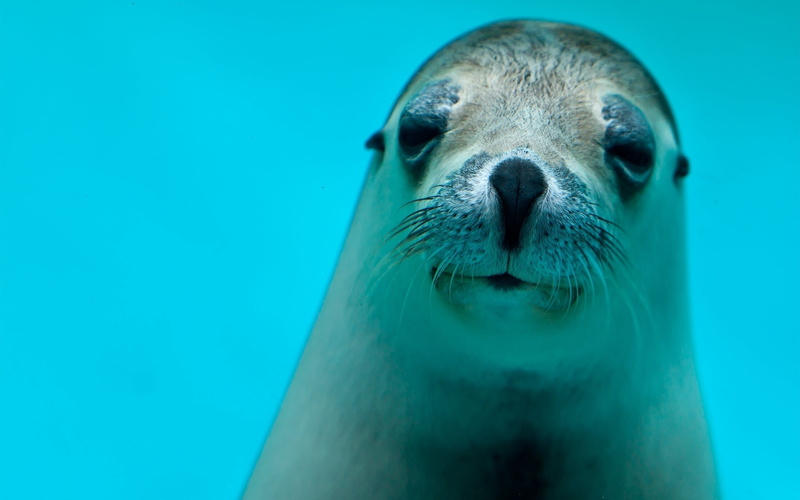 aquatic Mammal, seal - Animal, face, wildlife, whisker, animal body part, eyes, mammal, mouth open, cute, no people, sea Lion, animal, seal, animal themes