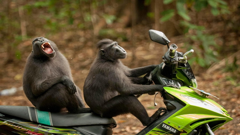 motorcycle, muzzles, nature, humor, Indonesia, Katy Laveck Foster, animals, 1080P, depth of field, macaques